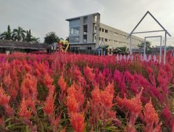 Tetap Buka, Taman Bunga Celosia Tetapkan Protokol Kesehatan
