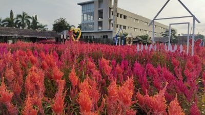 Taman Bunga Celosia Palembang.