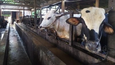 Tahun Ini Tidak Ada Pembagian Kupon Daging Kurban