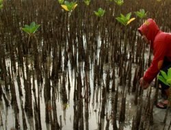 Dishut Fokus Pemulihan Lahan Mangrove di Pesisir OKI