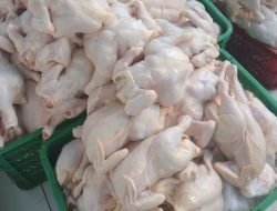 Jelang Idul Adha, Harga Ayam Potong Turun