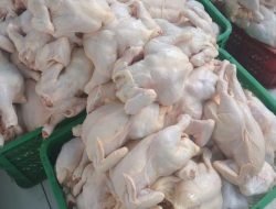 H-1 Idul Adha, Harga Ayam Potong Naik 7 Ribu
