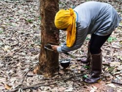 Harga Karet Tertekan Lantaran Minyak Mentah Turun