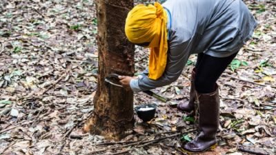 Harga Karet Tertekan Lantaran Minyak Mentah Turun 