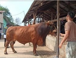 Sapi Qurban Presiden Lebih Berat Dari Tahun Lalu