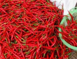 Stok Melimpah, Harga Cabai di Palembang Terjun Bebas
