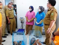 Word Rabies Day Jadi Momentum Sosialisasi Bahaya Rabies