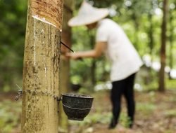 Awal Pekan, Harga Karet di Sumsel Terus Turun