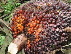 Harga TBS Kelapa Sawit di Sumsel Turun