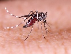 71 Warga Sumsel Terjangkit DBD, Dinkes Minta Warga Waspada