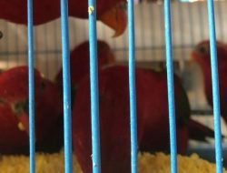 11 Nuri Ara Besar Positif Flu Burung Dimusnahkan