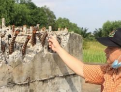 Selama Mangkrak, Aset Masjid Sriwijaya Hilang Dicuri Orang