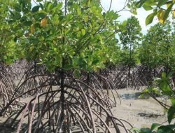 Mangrove di Pantai Timur Sumsel Kian Kritis