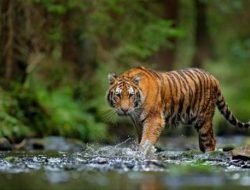 Seekor Harimau Dilaporkan Berkeliaran di Kebun Karet Warga
