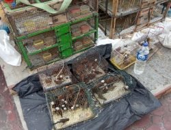 Arti Makna Tradisi Pelepasan Burung Saat Imlek