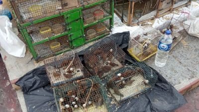 Arti Makna Tradisi Pelepasan Burung Saat Imlek