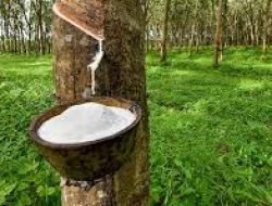 Produksi Karet Sumsel Menyusut