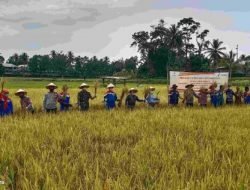 Pertamina Pendopo Penen Padi Sri Organik