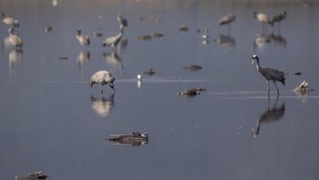Foto: Bangau yang mati dan sakit terlihat di kawasan konservasi Danau Hula, utara Laut Galilea, di Israel utara, Minggu, (2/1/2022). Flu burung telah membunuh ribuan bangau yang bermigrasi dan mengancam hewan lain di Israel utara. Pihak berwenang mengatakan itu adalah bencana satwa liar paling mematikan dalam sejarah negara itu.