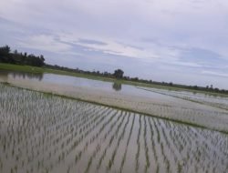 Petani Sumsel Jerit, Pupuk Subsidi Langka