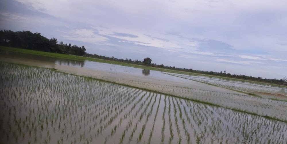 Kementerian Pertanian (Kementan) telah mengalokasikan bantuan benih padi untuk mengurangi kerugian petani akibat banjir yang merendam puluhan hektare lahan padi di Kabupaten Sergai akibat luapan sungai. (Dok. Kementan)