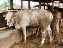 10 Ekor Sapi di Sumsel Terindikasi Terinfeksi PMK