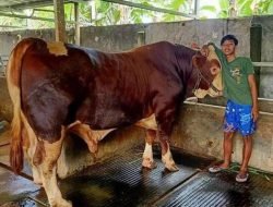 Imbas PMK, Penjualan Hewan Kurban Sepi Pembeli
