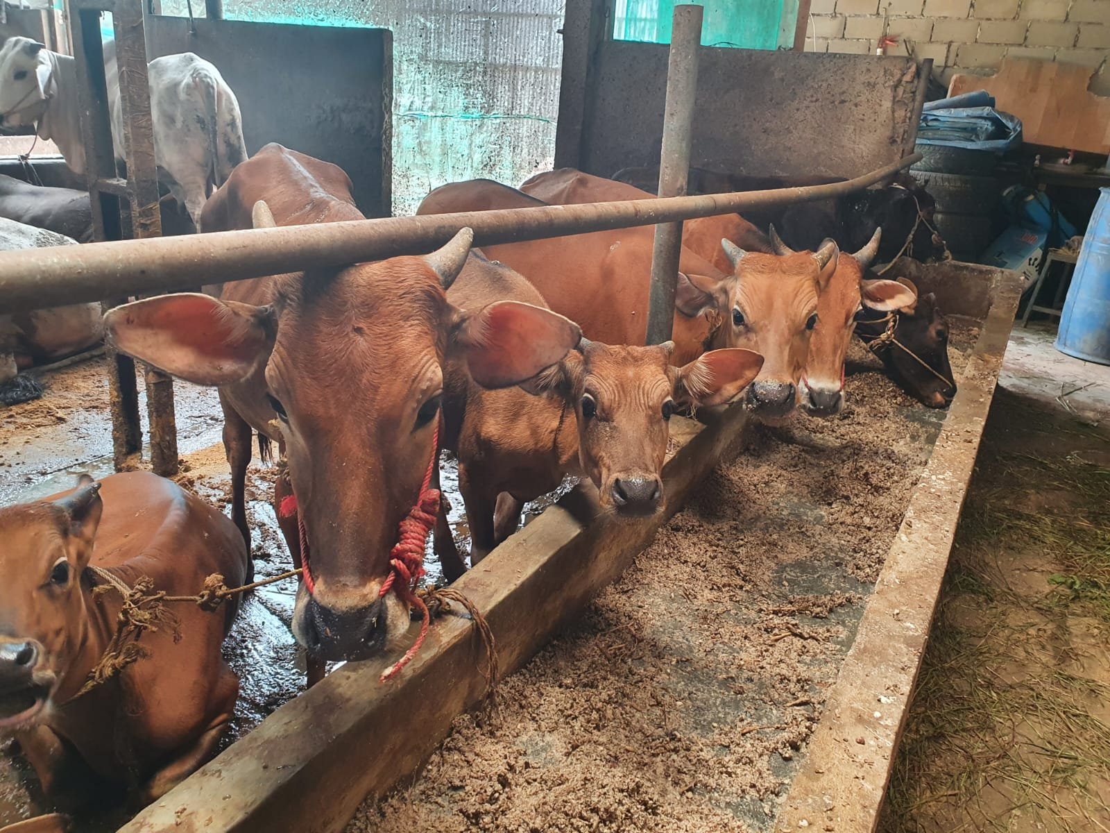 Sumsel Dapat 12.200 Vaksin PMK, Target Habis Dipakai 2 Juli