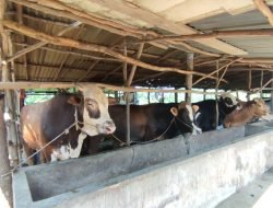 Ini Penyebab Penjualan Sapi Kurban Menurun