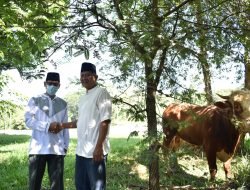 Idul Adha 2022, PTBA Salurkan 100 Ekor Sapi Kurban