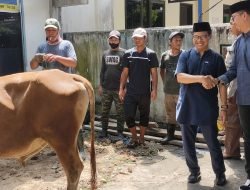 PWI Sumsel Kurban Empat Ekor Sapi