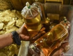 Sosialisasi Beli Minyak Goreng Curah Pakai PeduliLindung Diperpanjang 3 Bulan