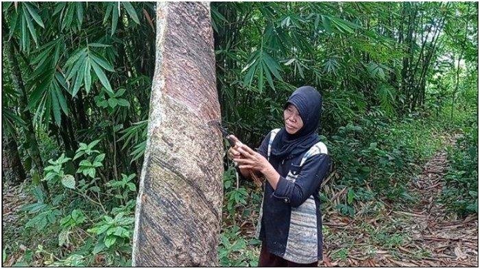 Harga karet Palembang, update harga karet Sumsel hari ini, 9 Agustus 2022 naik tipis Rp 313 per kg.