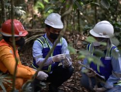 Per Juni 2022, Bukit Asam Sudah Tanam 1,33 Juta Pohon di Areal Reklamasi