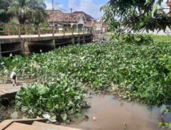 Warga Mataram Mengeluh, Pangkalan Mandi Umum di Penuhi Eceng Gondok