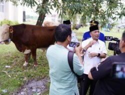 Salurkan Bantuan Hewan Kurban Sapi Limosin dan Brahman di Muba