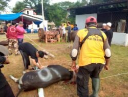 Dinas PUPR Kota Palembang, Potong 14 Sapi Kurban