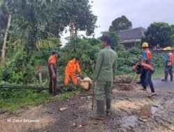Sempat Ganggu Lalin, BPBD Muba Evakuasi Pohon Tumbang