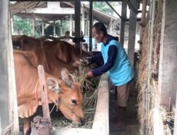 Bantuan PTBA Tingkatkan Penghasilan Petani di Lampung