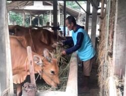 Bantuan PTBA Tingkatkan Penghasilan Petani di Lampung