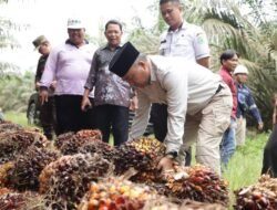 Hore, Pendapatan Muba dari DBH Sawit Terbesar di Sumsel