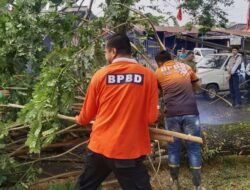 Gercep, BPBD- DLH Muba Sinergi Atasi Pohon Tumbang