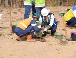 PTBA Kembangkan Energi Biomassa Dari Kaliandra Merah