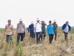 Sinergi TNI, Optimalkan Lahan Tidur Jadi Produktif