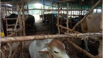 6 Tips Memilih Hewan Kurban Saat Hari Raya Idul Adha 2024, Pastikan Dapat yang Terbaik