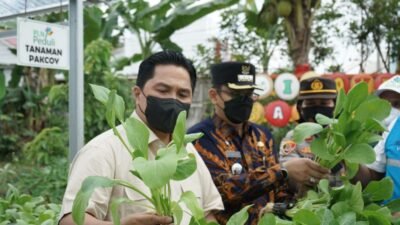 Sempat Ditinjau Erick Thohir, Program TJSL PLN Hidroponik Sako Baru Sukses Panen Puluhan Kilo