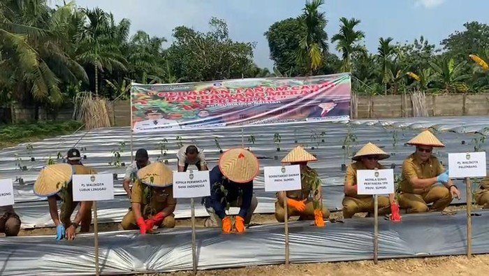 Pemprov dan BI Sumsel tanam cabai dan bawang merah serentak di 17 kabupaten/kota untuk tekan inflasi. (Foto: Istimewa)