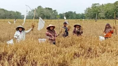 Pemkab PALI Terus Dukung Capaian Produksi Petani