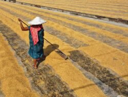3 Wilayah Sumsel Sumbang Kenaikan Produksi Padi 2,84 Juta Ton