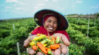 Ilustrasi petani (Foto: Dok. Humas BRI)